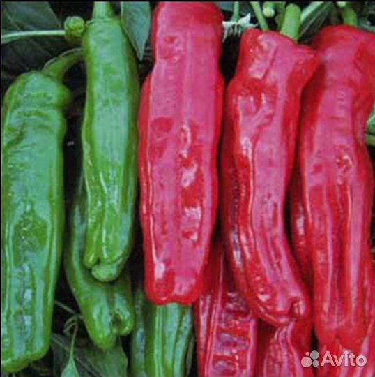 Перцы острые семена