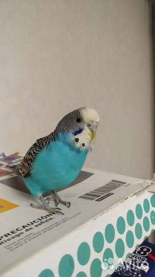 Волнистые попугаи,клетка