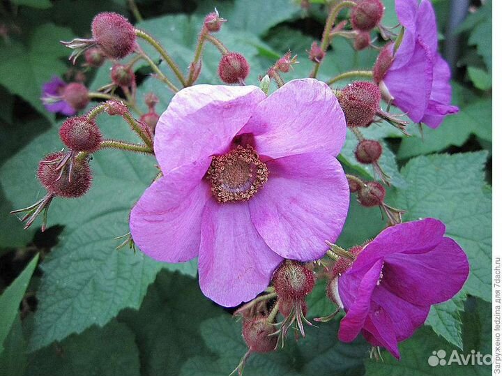 Малина душистая Калифорния