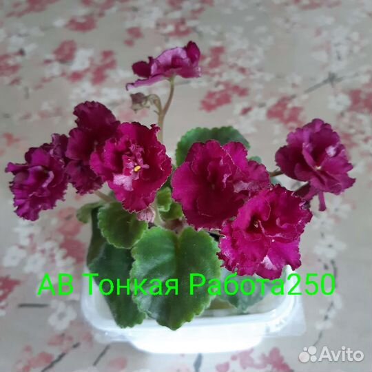 Сортовые фиалки