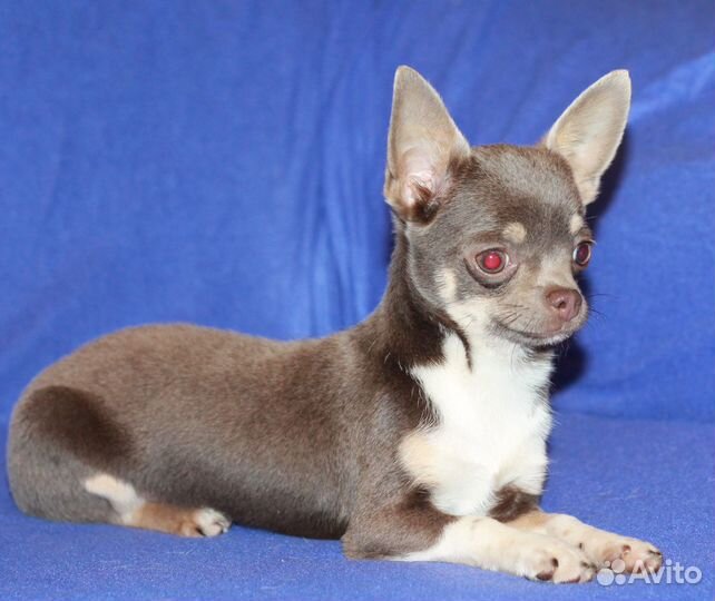 Девочка чихуахуа 5 мес