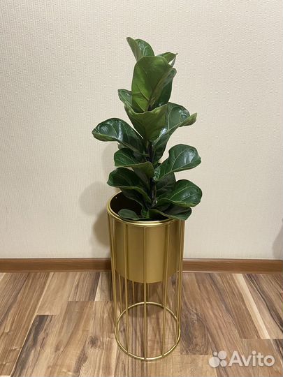 Кашпо горшок и комнатные на выбор