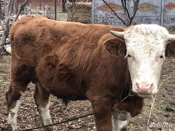 Сементал 1,3 месяа