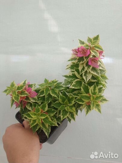 Бугенвиллия Мини Тай