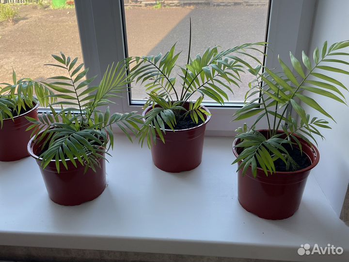 Бамбуковая пальма хамедорея