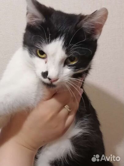 Котенок 6 месяцев, мальчик