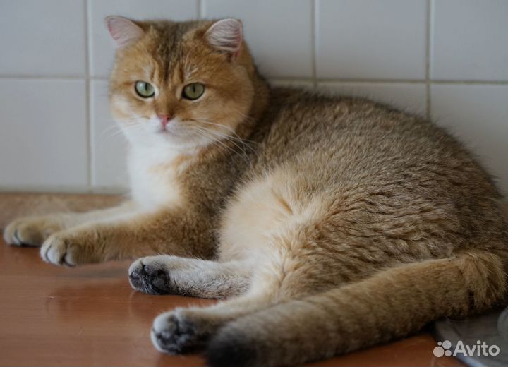Британский золотой котик