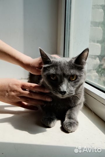 Серая кошечка