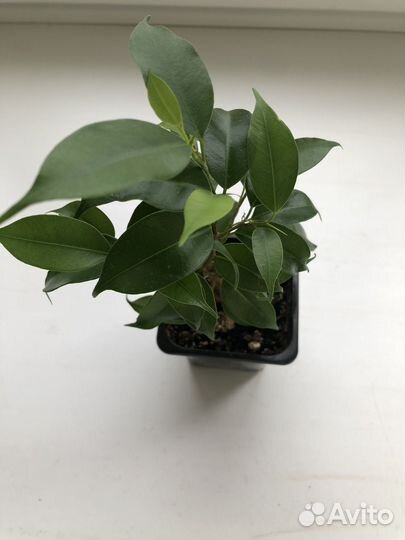 Фикус бенджамина цветок
