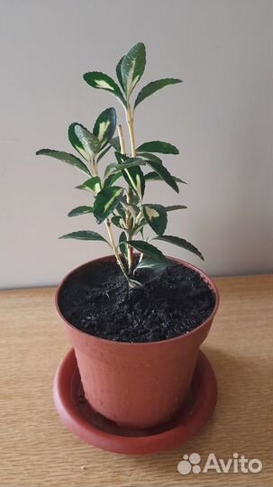 Японский бересклет