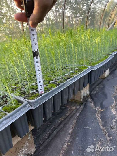 Сеянцы сосны зкс