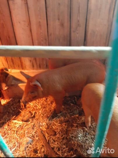 Поросенок ландрас/дюрок