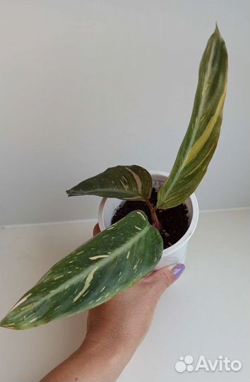 Строманта Мэджик Стар