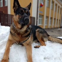 Ротвейлер, щенок