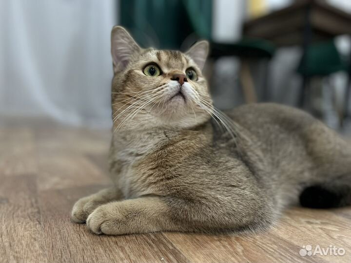 Шотландский кот вязка