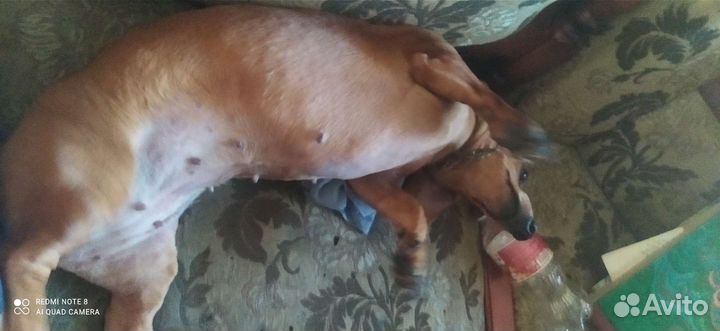 Отдам в добрые руки такса 5 лет