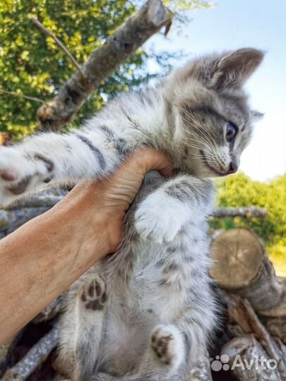 Отдам котенка в добрые руки