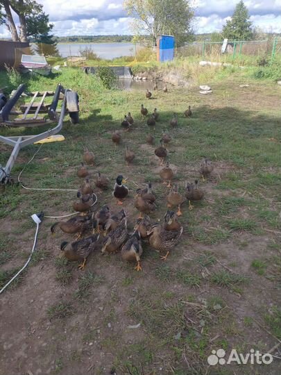 Подсадные утки