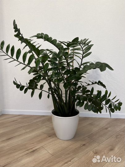 Замиокулькас