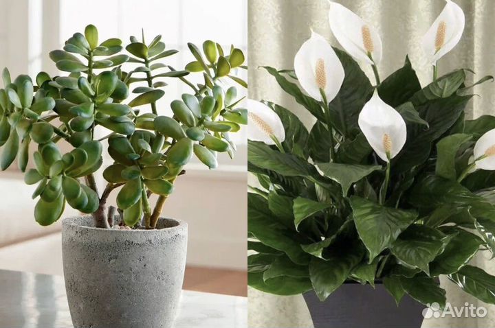 Толстянка/Спатифиллум