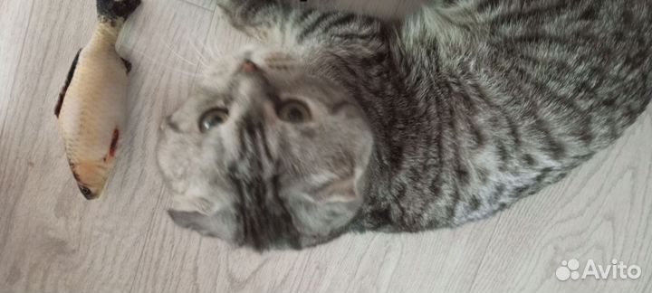 Вислоухий кот.ждёт кошечку для вязки.Бесплатно