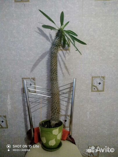 Пахиподиум Кактус