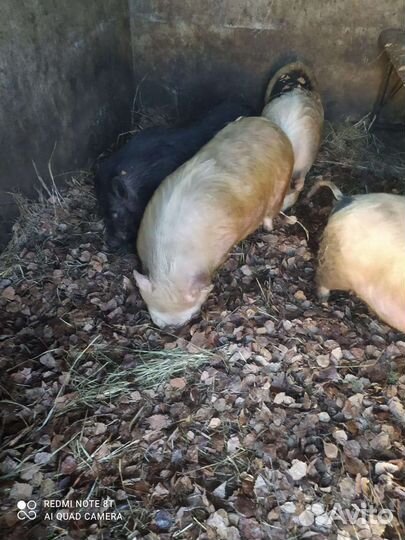 Вьетнамские