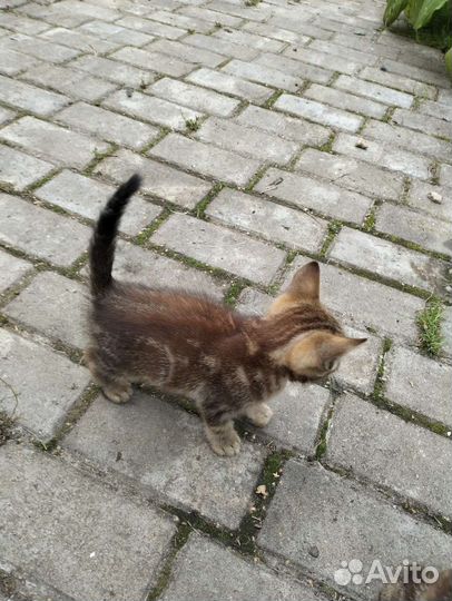 Котёнок 1 месяц