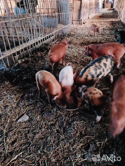 Поросята породы дюрок,очень хорошие