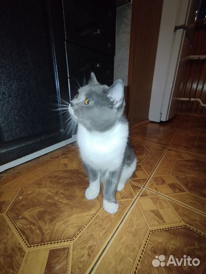 Британский кот