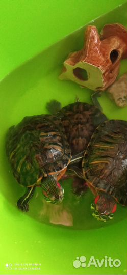 Черепашки