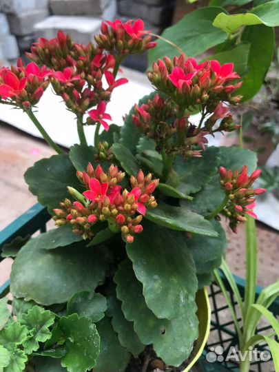 Каланхоэ цветущий и не только