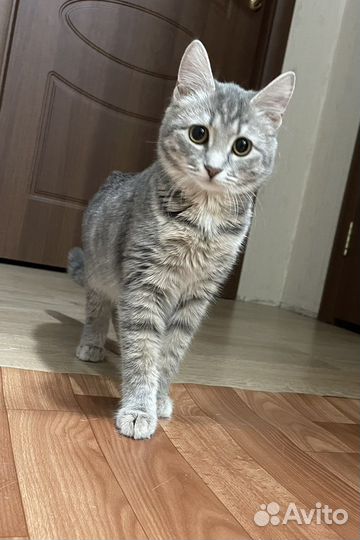 Кошечка Лиза ищет дом