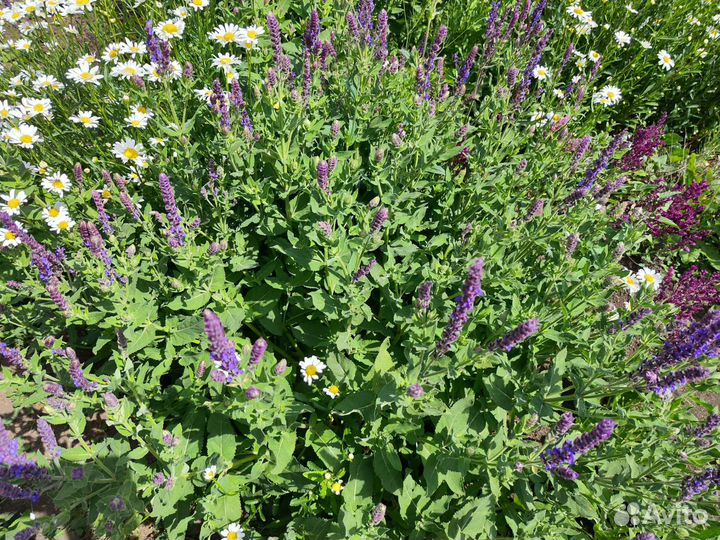 Саженцы Шалфей сиреневый