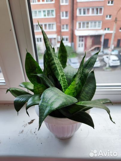 Сансевиерия (Щучий хвост)