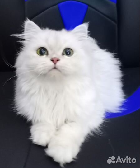 Шотландская кошка