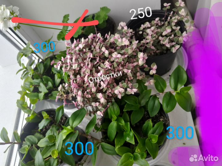 Комнатные цветы. Виды традесканций