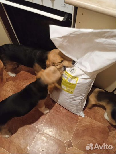 Корм для собак Холистик Фиш