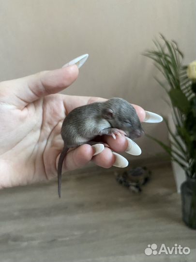 Декоративные крыски дамбо