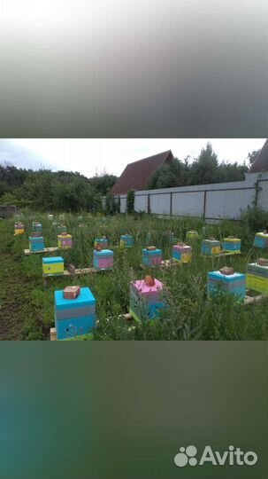 Пчеломатки Бакфаст