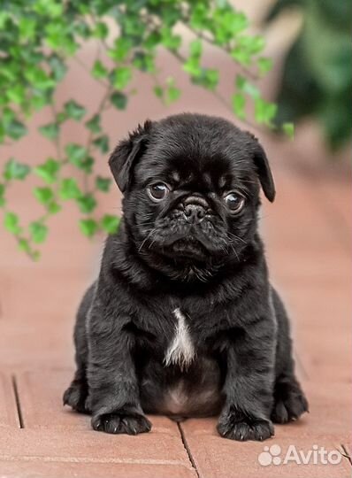 Щенок мопса Чижик