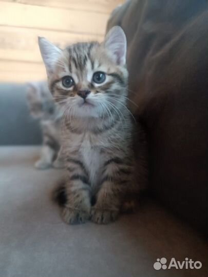 Котята шотландец-британец