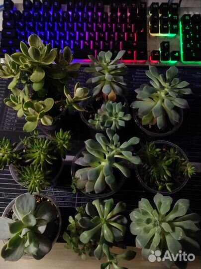 Суккуленты