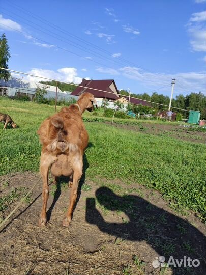 Нубийская коза - продам