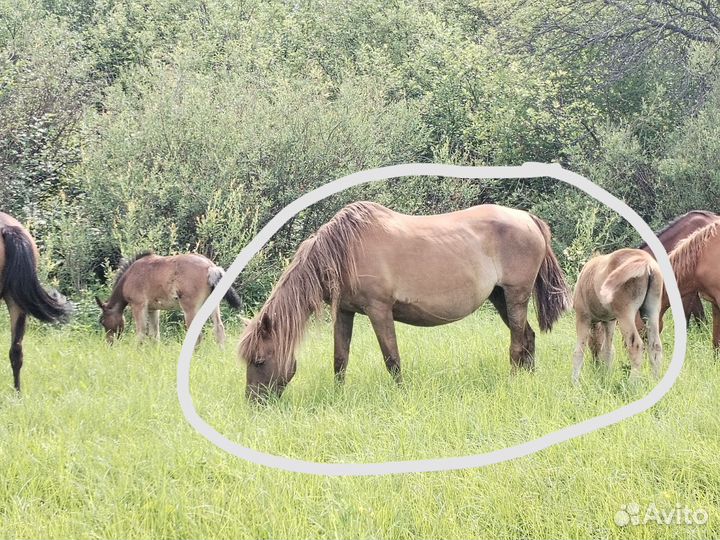 Продам кобыл на разведение,с нынешними жеребятами