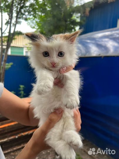 Отдам котёнка