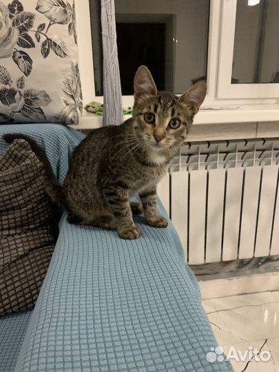 Кошка в дар бесплатно