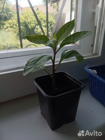 Продам Джинуру (листья Бога)