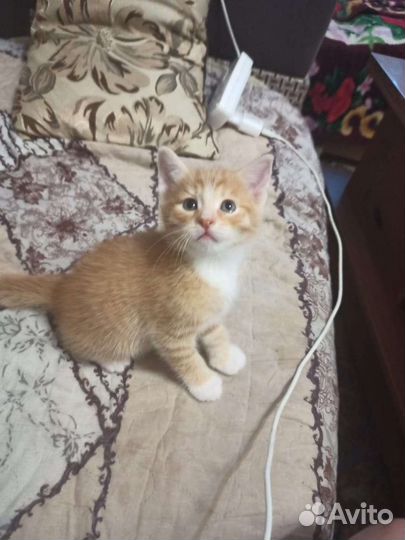 Кошки в добрые руки бесплатно