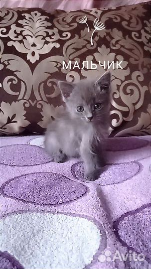 Кошка в дар бесплатно